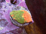 Multicolour Chalice