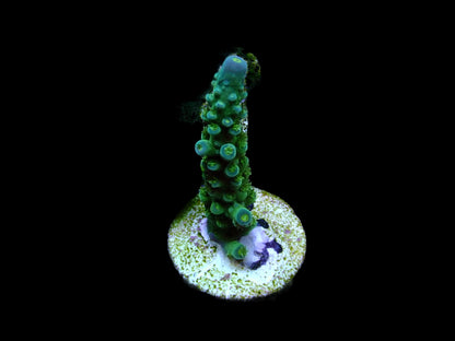 Blue Tip Teal Stag