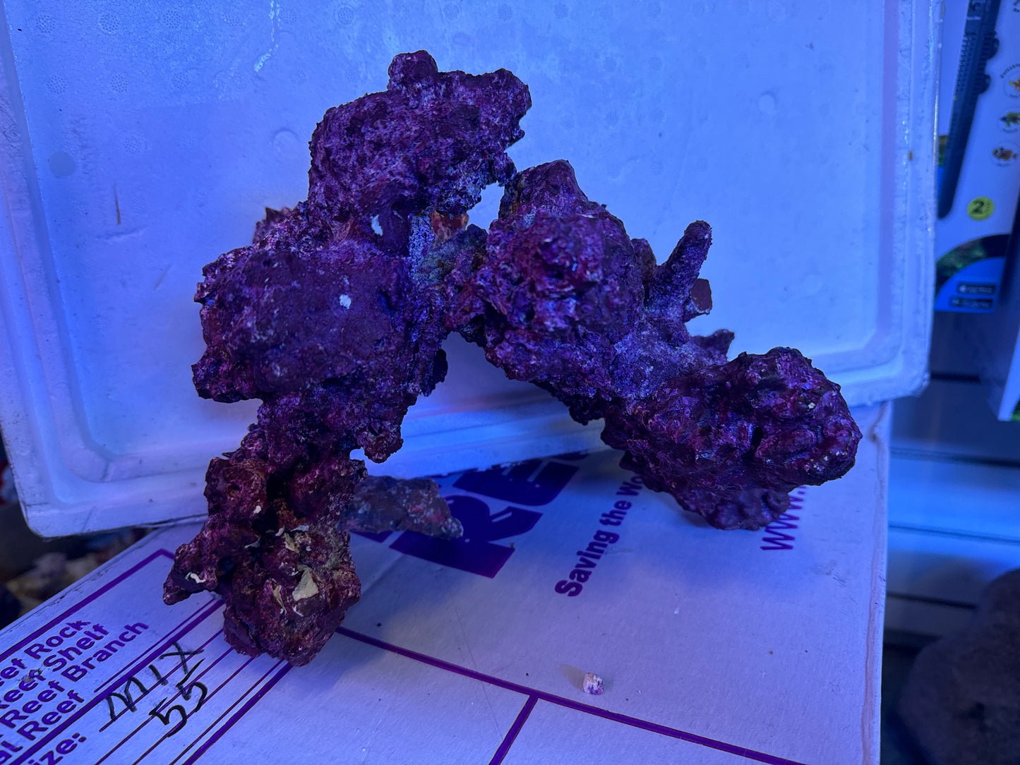 Real Reef Rock Arches ea