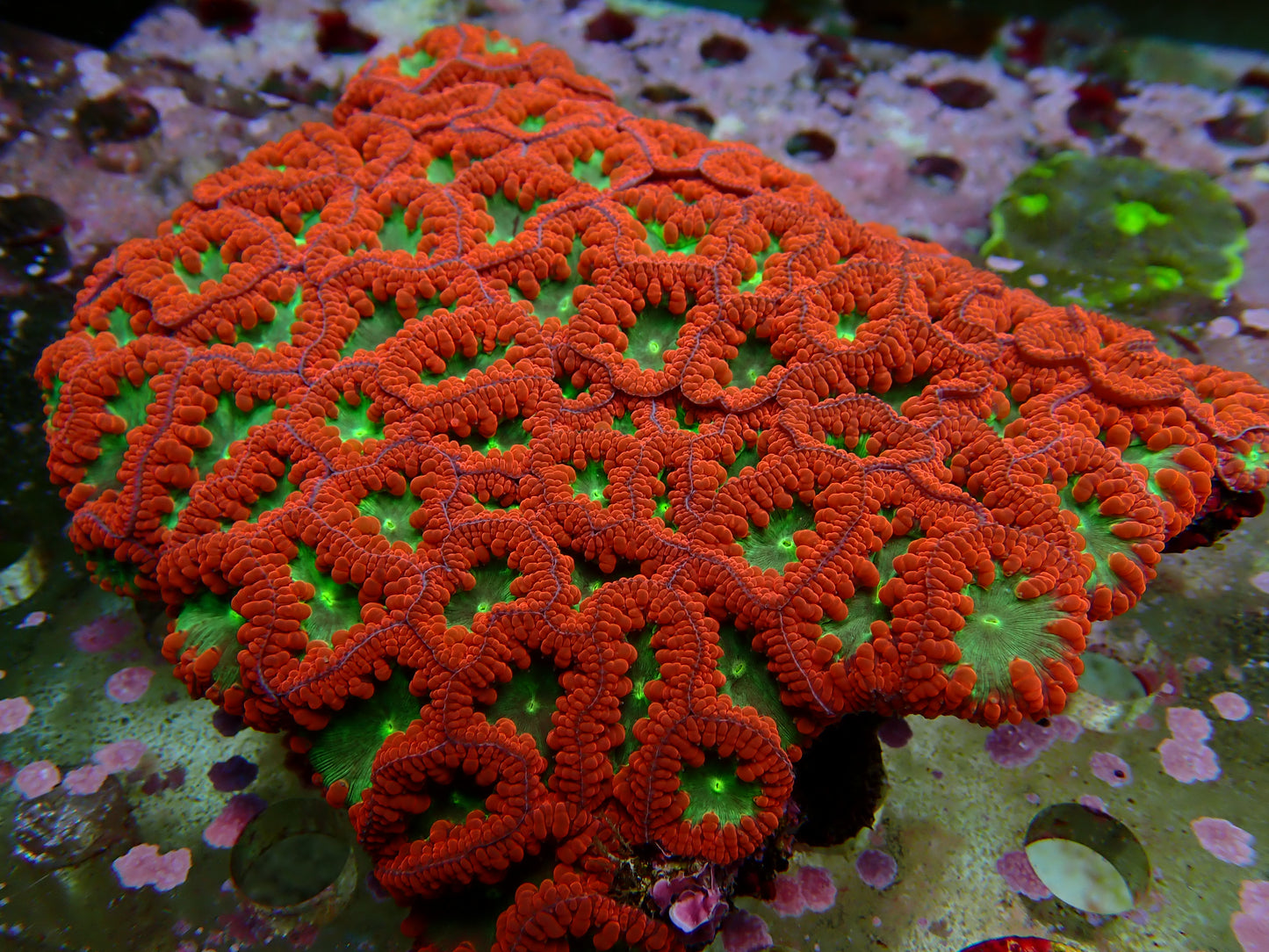 WYSIWYG Blastomussa 1