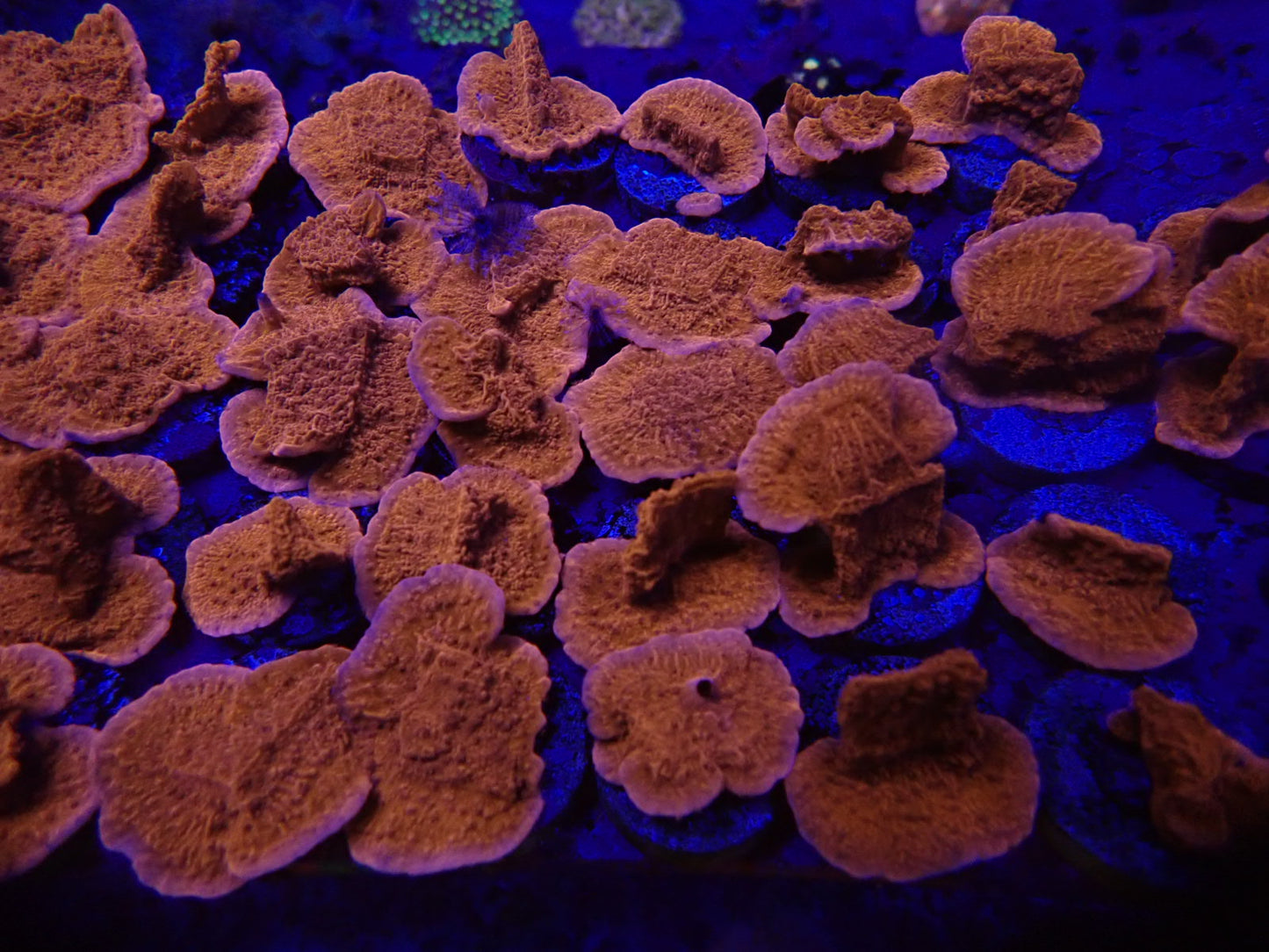 Red scroll montipora frags