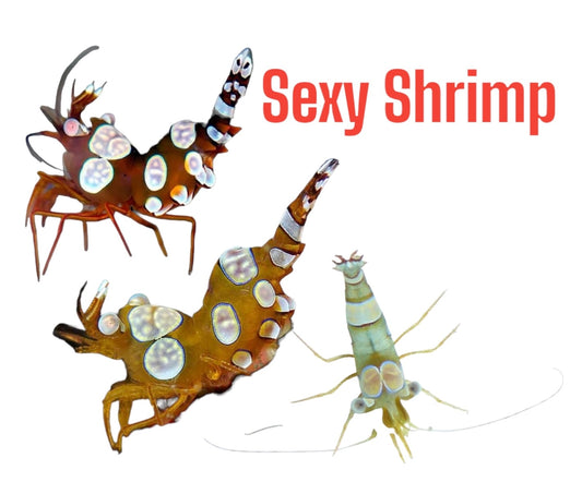 Sexy Shrimp