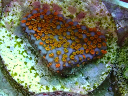 Rainbow Monti
