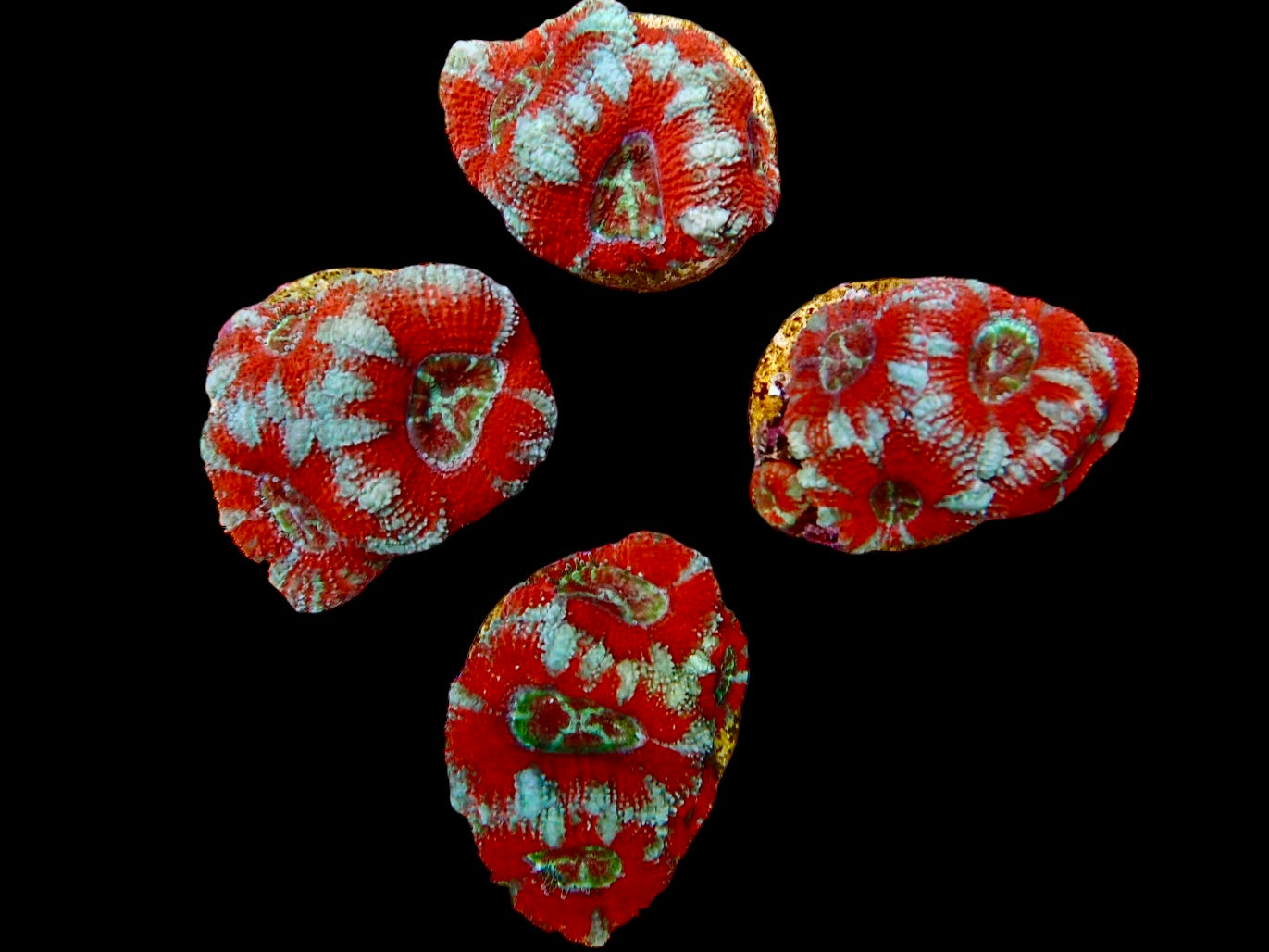 Candy apple Acan Frags