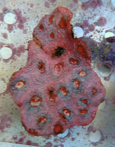 Pink red blue Chalice