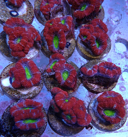 Candy Acan Frags