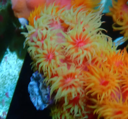 Tubastrea sun Coral 5