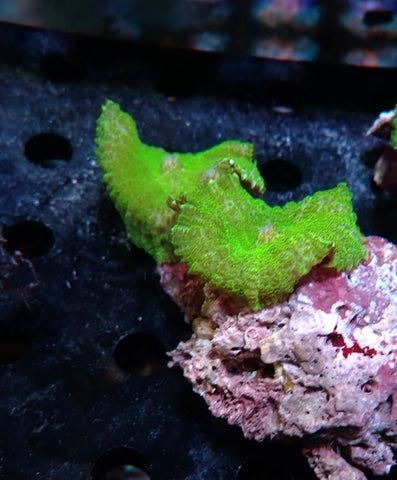 Bright green Rhodactis 3