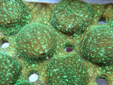 Green hairy Pavona frags