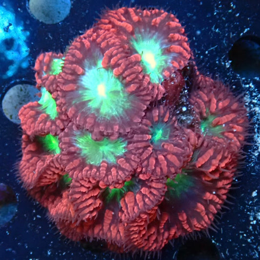 WYSIWYG Blastomussa colony 2