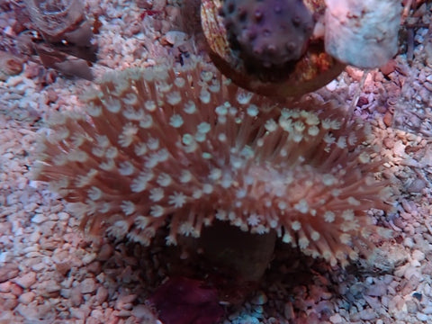 Large polyp  leather