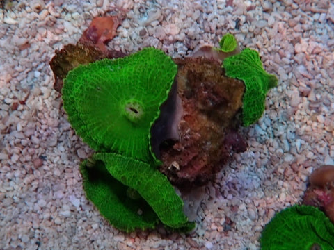 Bright green Rhodactis