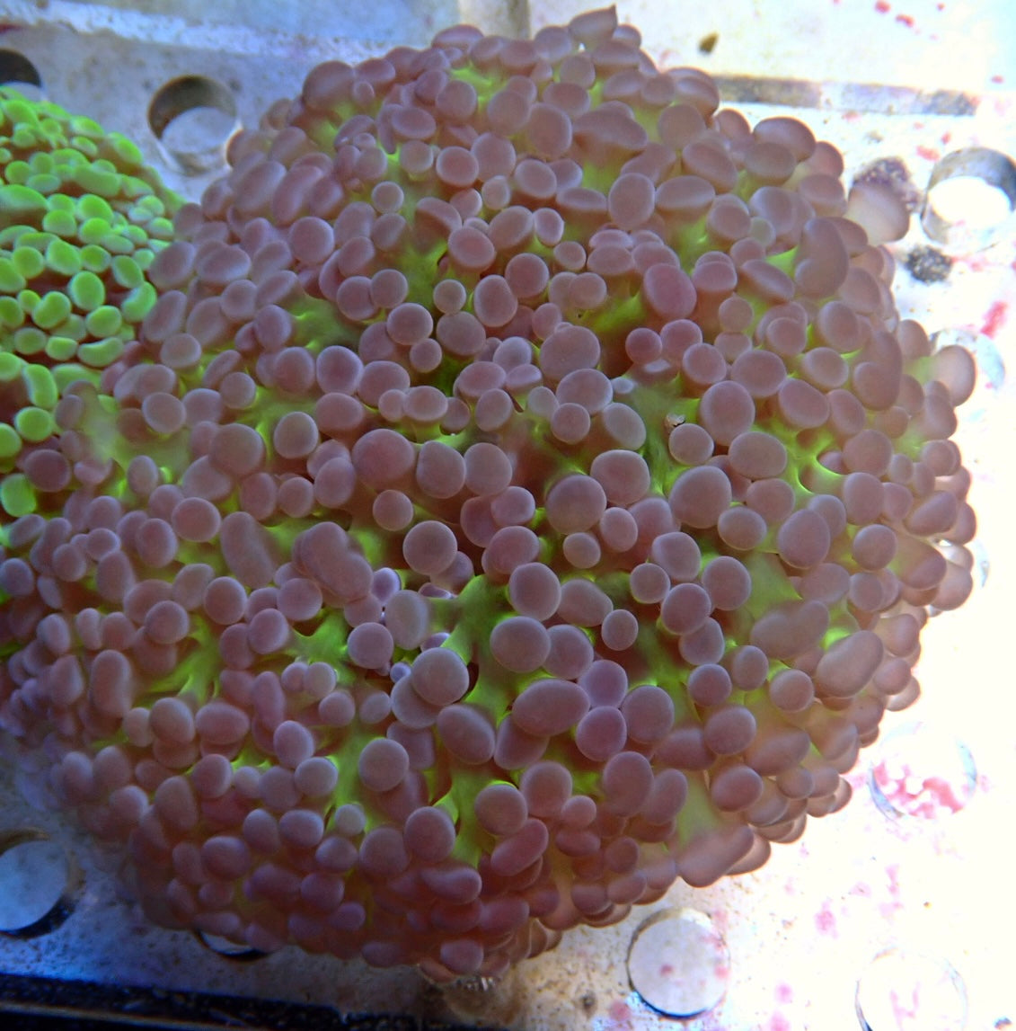 Qld frogspawn - Euphyllia divisa ? 2