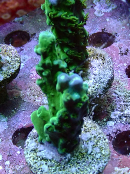 Blue Tip Teal Stag