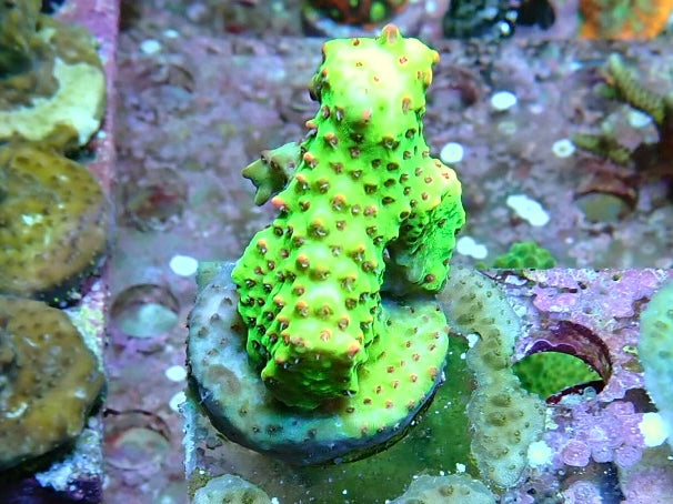 Reef Secrets Coral Frags 2
