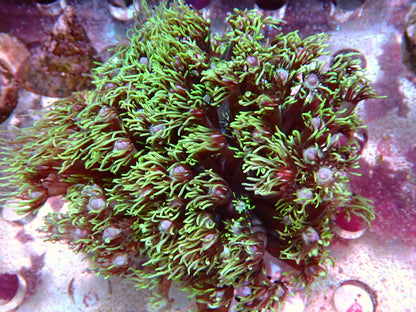 Green tip Goniopora 2