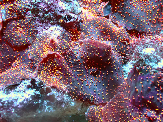 Blue Corallimorph rock