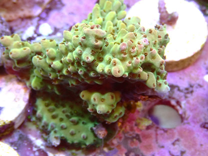Reef Secrets Coral Frags 33
