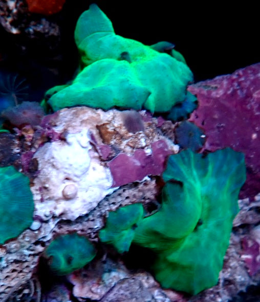 Turquoise Corallimorphs per polyp