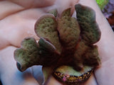 Pavona Cactus Frags medium