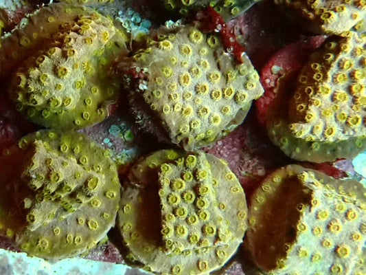 Gold polyp Cyphastrea frag