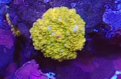 Ultra gold Corallimorph per polyp