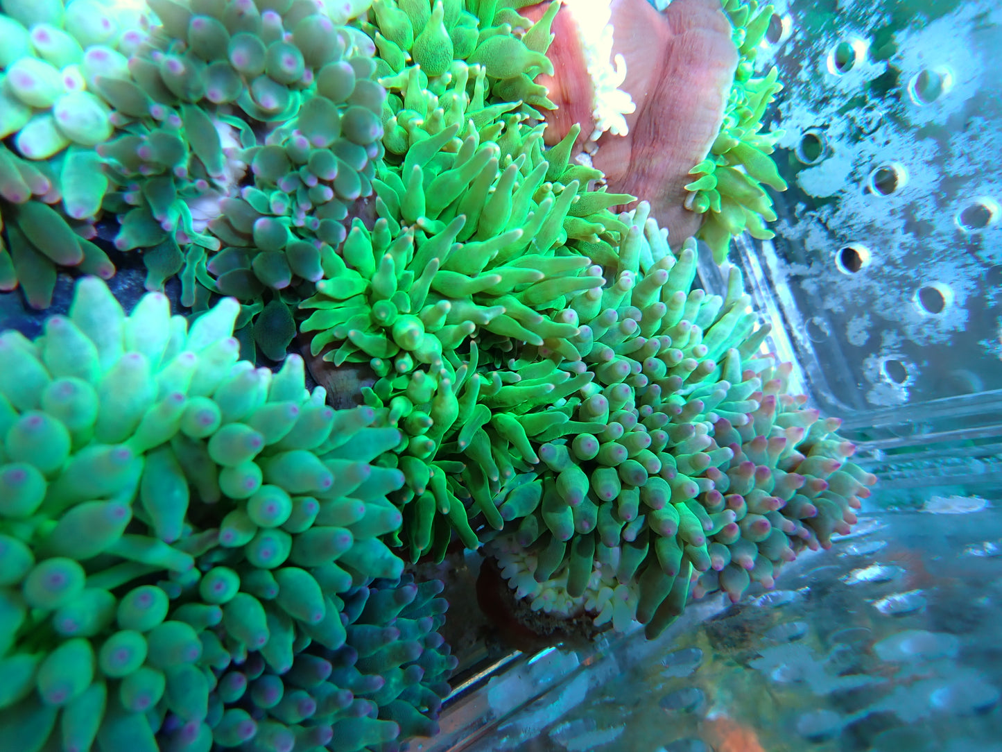 Assorted Green Bubbletip Anemone