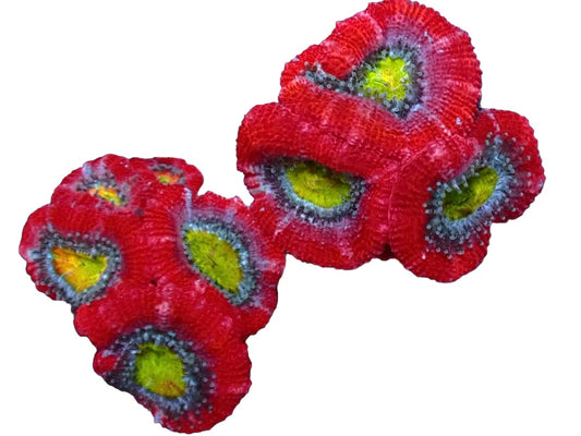 Cherry bomb Acan Frags 2