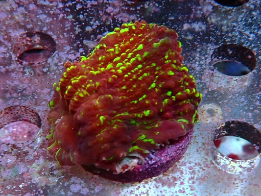 Sustainable reefs Chalice Frag 2