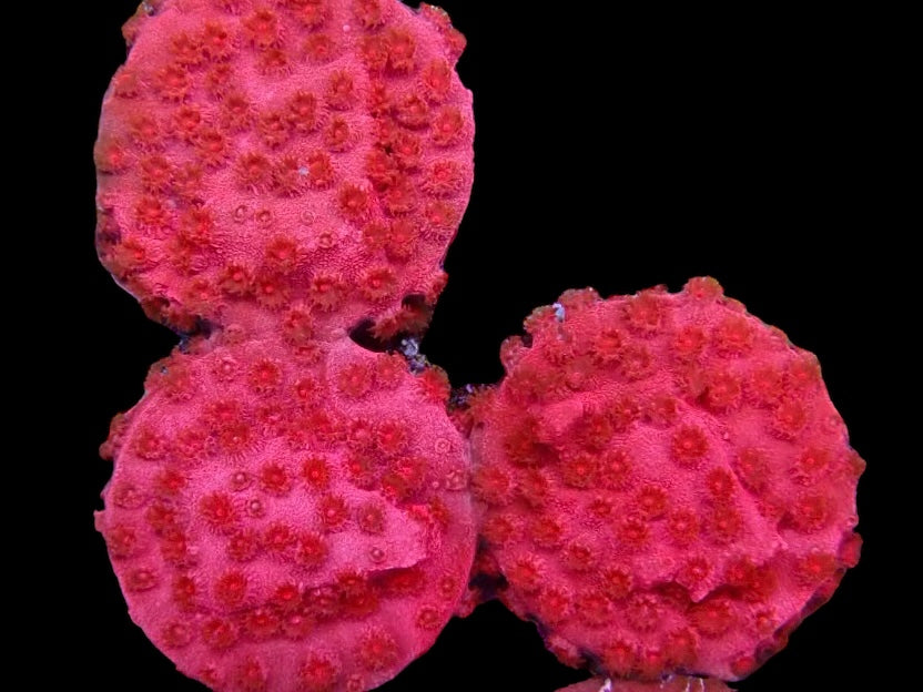 Red fire Cyphastrea Frag