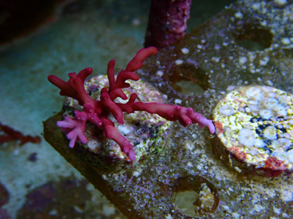 Red Dragon sps frags