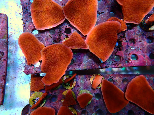 Red scroll montipora mini colony Wysiwyg