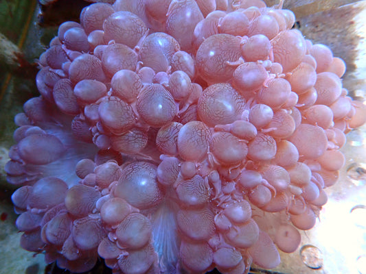 Plerogyra sinuosa Bubble Coral