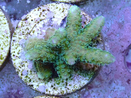 Green birds nest frag 1