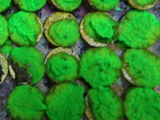 Metallic green Psammocora coral Frag 2