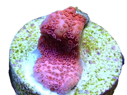 Pink Digi SPS Frag 1