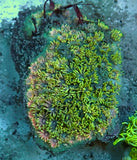 Ultra Goniopora 1