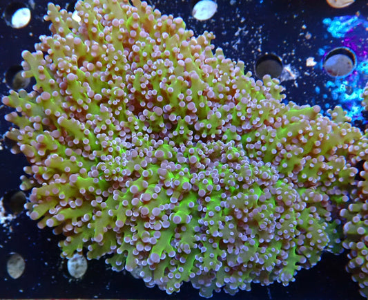 Qld frogspawn - Euphyllia divisa 2