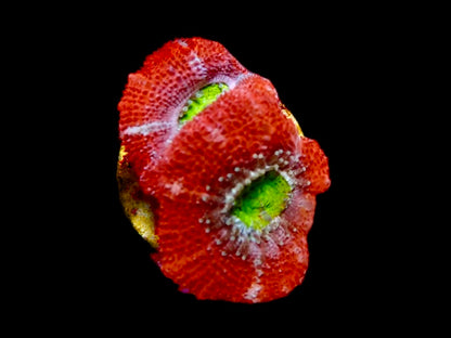 Cherry bomb Acan Frags