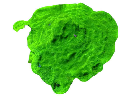 Bright Green psammocora