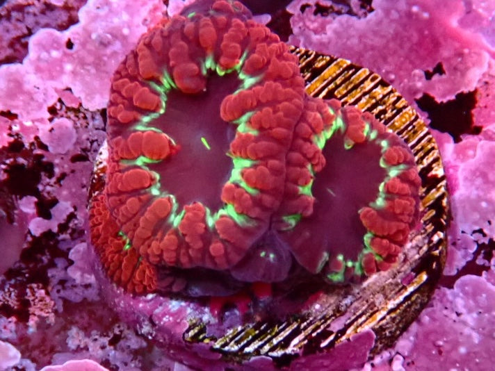 WYSIWYG Blastomussa Frag 11