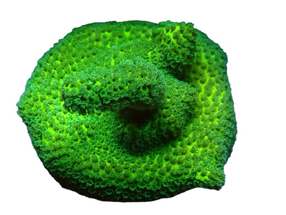 Green digi Frag 1