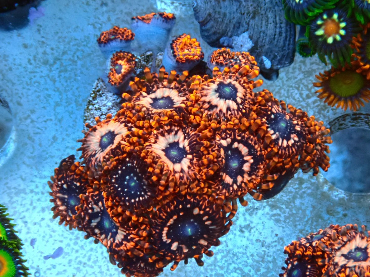 Secrets Rain - Coral main image 1