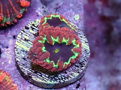 WYSIWYG Blastomussa Frag 11