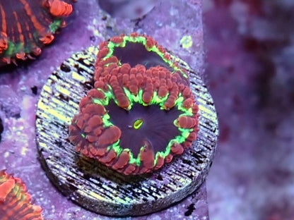 WYSIWYG Blastomussa Frag 11