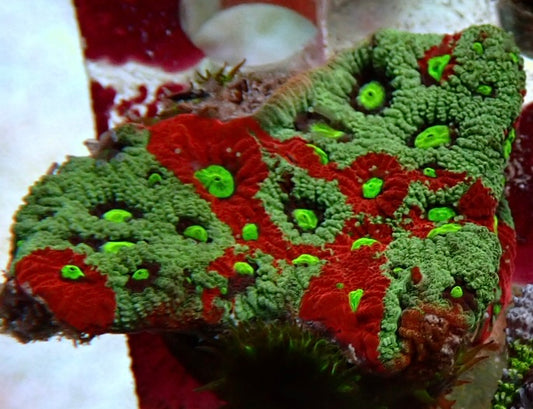 Aussie war coral 2