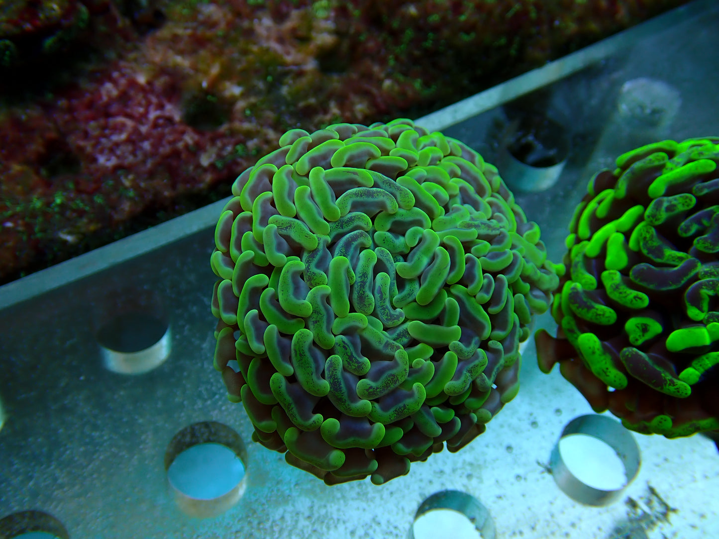 NT Parancora 2 WYSIWYG