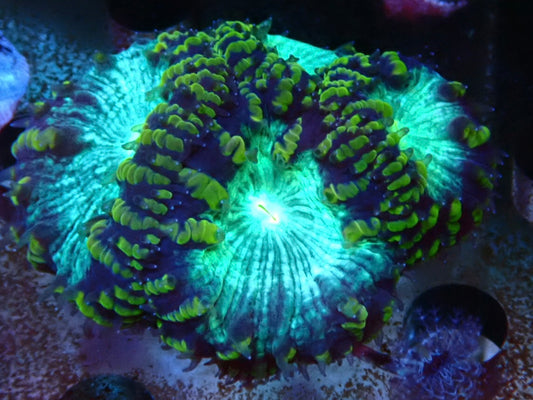 WYSIWYG Blastomussa Frag 7