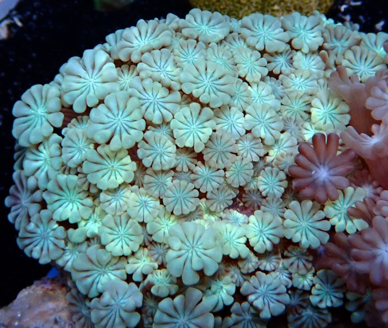 Alveopora green colony 3