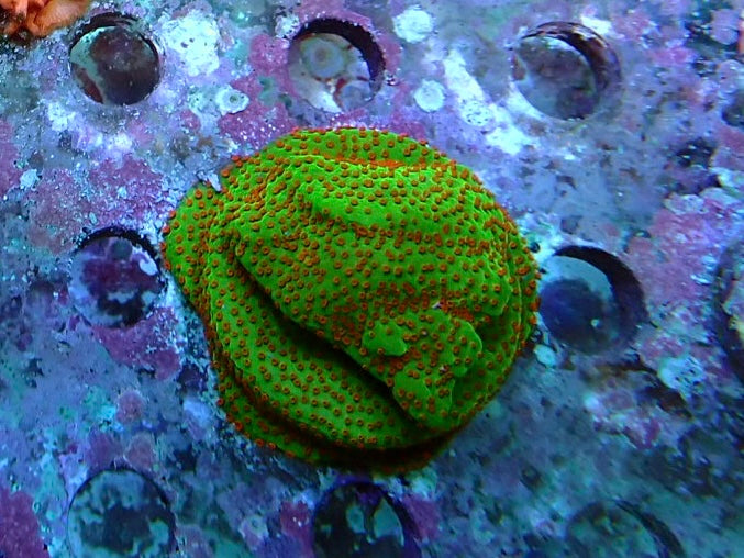 Peppermint monti frags